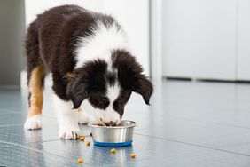 Border collie cachorro comiendo comida para perros desde un tazón